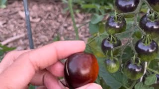 Midnight Snack Tomato  Hybrid Variety Tomatoes  Texas Food Forest  Kaufman County [upl. by Ybrad794]