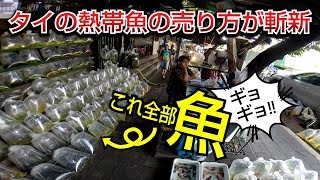 路上に熱帯魚！？タイの熱帯魚市場は売り方が斬新【ウィークエンドマーケット】 [upl. by Courtnay913]