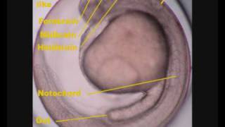 Zebrafish Danio rerio development [upl. by Yslehc288]