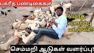 Bakrid  செம்மறி ஆடுகள் வளர்ப்பு  குறுகிய காலத்தில் சிறந்த வருமானம் [upl. by Aieken]