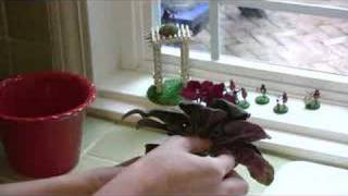 HampG Video of the Week African Violets [upl. by Noelyn384]