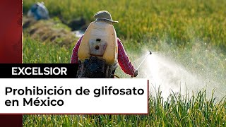 La prohibición del glifosato en México genera riesgos para el sector [upl. by Htenay199]