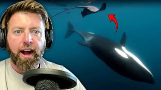 Wildlife Biologist Reacts To Orcas Hunting Video [upl. by Jerman]