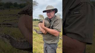 “Walking” a pangolin and making sure they get enough food during their rehab is super important [upl. by Enicar]