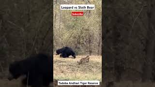 Leopard vs Sloth Bear shorts ytshorts viral travelfromhome wildlife tadoba viralshorts [upl. by Analihp]