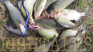 FishTales The word is out Lake Somerville amp Yegua creek whitebass fishing 2013 [upl. by Skees]