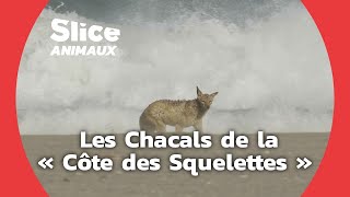 La Côte Namibienne un refuge pour les Chacals  SLICE ANIMAUX [upl. by Uno]