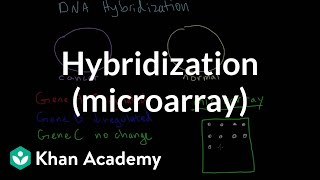 Hybridization microarray  Biomolecules  MCAT  Khan Academy [upl. by Bondy422]