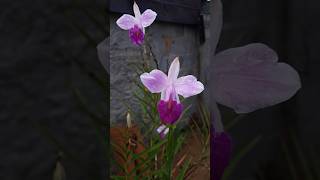 Arundina graminifolia orquídea terrícola [upl. by Ydde827]