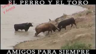 El Perro y El Toro Amigos Para Siempre [upl. by Spillihp]