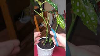 Cutting Begonia stem [upl. by Elon174]