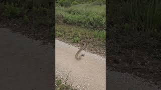 Western Diamondback Rattlesnake  Laguna Atascosa National Wildlife Refuge Texas [upl. by Loos429]