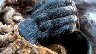 Tarantula molting  must watch [upl. by Htrowslle]