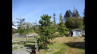 Araucaria angustifolia on Salt Spring Island [upl. by Gagnon329]