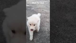 Juliemypet 🐕dog music puppy myjulie pets funny shots shortsviral trendingshorts [upl. by Luapnaes]