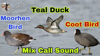 Teal Duck Moorhen Bird Coot Bird Mix call sound  Teal duck sound  Moorhen sound  Coot bird voice [upl. by Ised366]