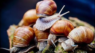 Snail Farming For Beginners  Why Its Profitable To Start A Snail Farm In 2022 snail snailfarming [upl. by Lednar228]