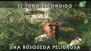 Toro semental de Cayetano Muñoz escondido entre la maleza  Toros desde Andalucía [upl. by Peper]