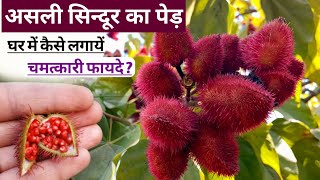 असली सिंदूर पेड़ के चौंकाने वाले औषधीय फायदे और घर में लगाने का तरीका  how to grow sindoor plant [upl. by Enitsirhc5]