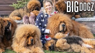 Tibetan Mastiffs  The 200lbs Bear Dogs  BIG DOGZ [upl. by Critta]