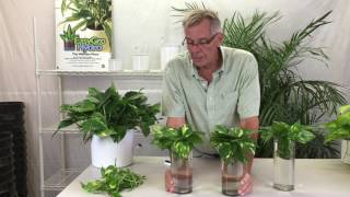 Propagating Pothos from Cuttings [upl. by Gerianne]