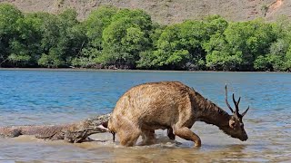 The deers struggle was in vain  komodo dragons [upl. by Herahab44]