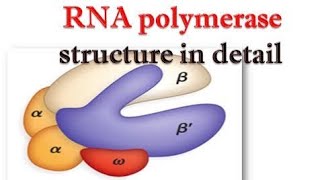 RNA polymerase enzyme Structure in detailfunctionTypes of RNA polymerase Ist IInd IIIrd [upl. by Jessie]