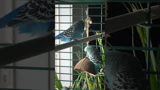 Parakeets and a Coconut birds parakeets cute pleasesubscribe shorts [upl. by Eenert]