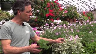 Growing Scented Geraniums In Containers [upl. by Vivyan979]