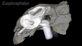 Convoluted nasal passages in armored dinosaurs function as efficient heat exchangers [upl. by New]