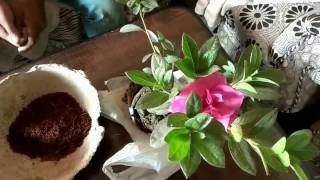 How to grow azalia plant care and tips [upl. by Urissa]