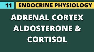 11 CORTISOL amp ALDOSTERONE  ADRENAL CORTEX  ENDOCRINE PHYSIOLOGY [upl. by Nylhsa]