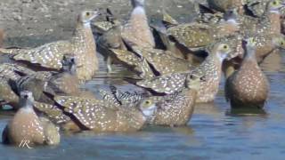 Sandgrouse coming to drink [upl. by Eissehc]