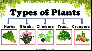 TYPES OF PLANTS  HERBS  SHRUBS  TREES  VINES  CREEPERS  CLIMBERS [upl. by Petrine]