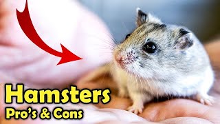 Is A Hamster a Good Pet  Hamster Beginners Care Guide [upl. by Mahsih279]