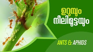 Ants and Aphids  Rare Video [upl. by Liew633]