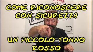 COME RICONOSCERE CON SICUREZZA UN PICCOLO TONNO ROSSO [upl. by Sherburn133]