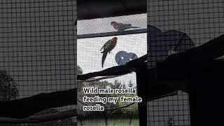 wild rosella feeding my pet female rosella bird love rosella birds wild pets animals feeding [upl. by Aryn651]