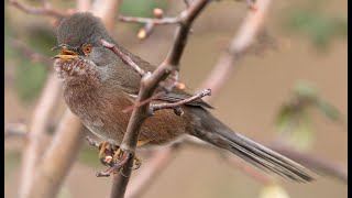 Dartford Warbler singing Barking Riverside London Essex 4k [upl. by Haleemaj739]