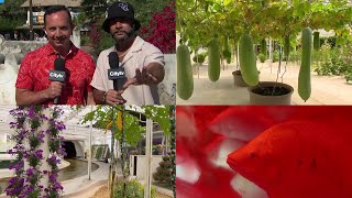 This EPCOT tour of the greenhouses at Disney World Resort shows the future of agriculture [upl. by Garvy]