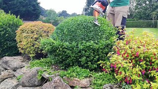 How To Trim Boxwood Buxus Topiary [upl. by Nahtanohj]