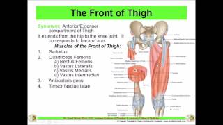 Anatomy of the THIGH  Anterior compartment  Front of Thigh  Dr Yusuf [upl. by Nrevel]