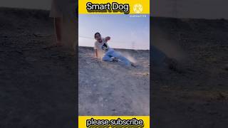 cute home puppy playing smart dog training video [upl. by Attem]