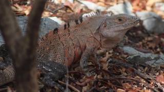 Ctenosaura similis John H Baltodano Calvo [upl. by Powe]