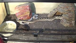 Western Diamondback Rattlesnake Live feeding [upl. by Liane]