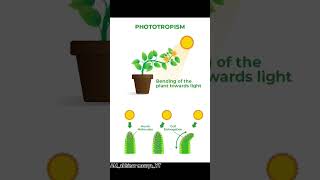 PHOTOTROPISM 💯biologyscience education trendingshorts shorts youtubeshorts [upl. by Naraa]