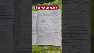 spermatogenesis process in simple way for class 12viralvedio reproduction in human youtube [upl. by Glennie212]