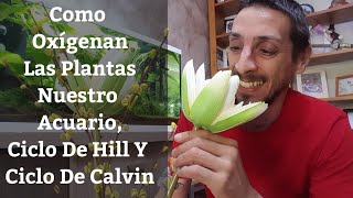 🔵 Como Oxígenan Las Plantas Nuestro Acuario Y Cuanto Co2 LiberanCiclo De Hill Y Ciclo De Calvin [upl. by Carilla]