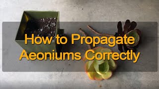 Aeonium and Aeonium Black Rose Stem Propagation [upl. by Acsecnarf854]