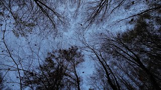 Falling leaves in a beech Fagus sylvatica forest 4K [upl. by Mohammad]